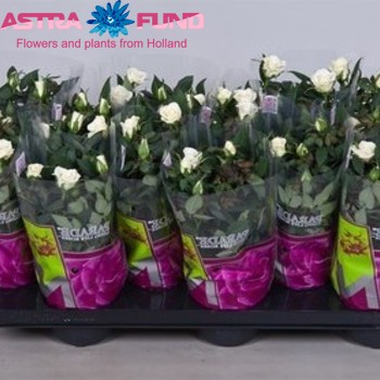 Rosa H?ndel fotografie