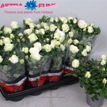 Rosa New Dawn fotografie