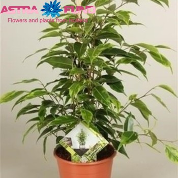 Ficus benjamina 'Anastasia' fotó