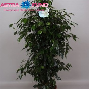 Ficus benjamina 'Danielle' foto