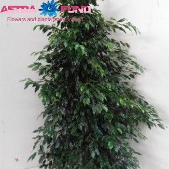 Ficus benjamina 'Danielle' fotografie