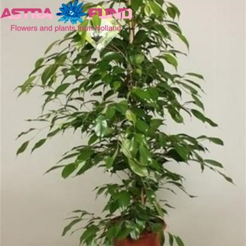 Ficus benjamina 'Danita' fotografie