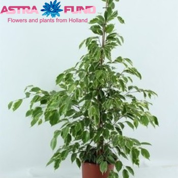 Ficus benjamina 'Golden King' fotografie