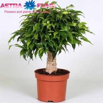 Ficus benjamina 'Green Kinky' fotografie