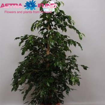 Ficus benjamina 'Midnight Lady' fotografie