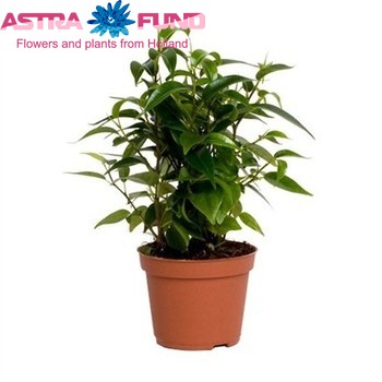 Ficus benjamina 'Natasja' fotografie