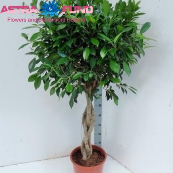 Ficus benjamina 'Nikita' fotografie