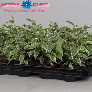 Ficus benjamina 'Petite Samantha' fotografie
