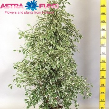 Ficus benjamina 'Profit' fotografie