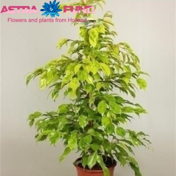 Ficus benjamina 'Reginald' fotografie