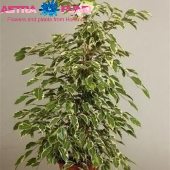 Ficus benjamina 'Samantha' fotografie
