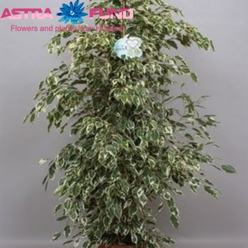 Ficus benjamina 'Twilight' fotografie