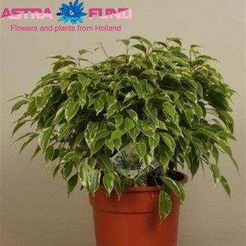 Ficus benjamina Bushy King zdjęcie