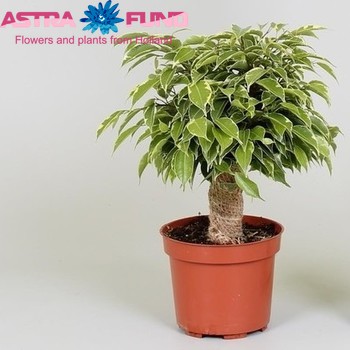 Ficus benjamina Kinky fotografie