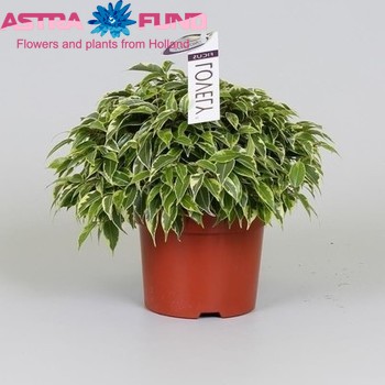 Ficus benjamina Lovely fotografie