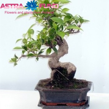 Ficus benjamina bijzondere vormen fotó