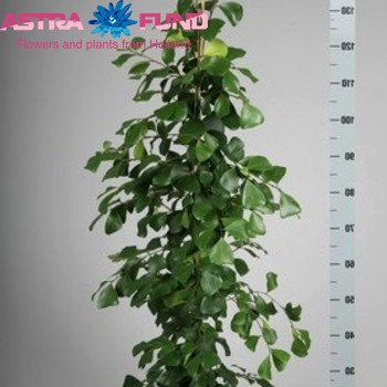 Ficus natalensis 'Trinova' fotografie