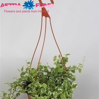 Ficus pumila 'White Sunny' fotografie