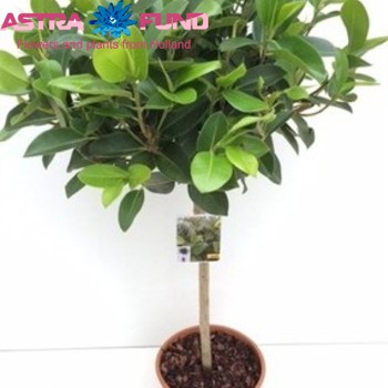 Ficus rubiginosa 'Australis' fotografie