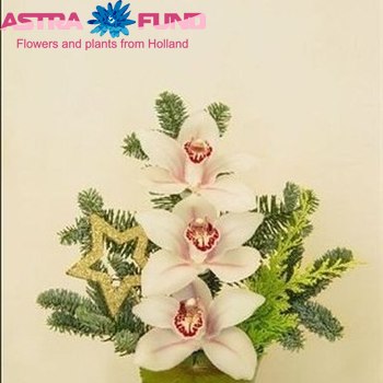 Cymbidium mini per tak verpakt foto