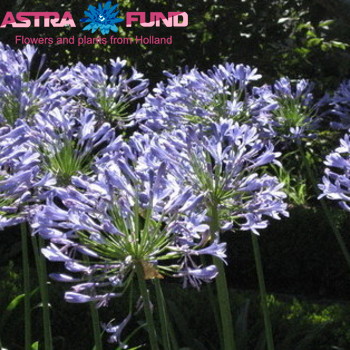 Agapanthus Africanus photo