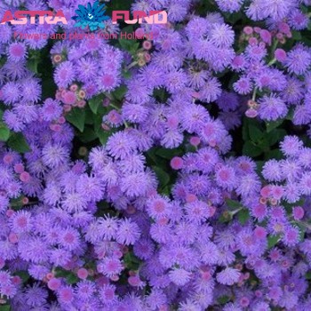 Ageratum Blue photo