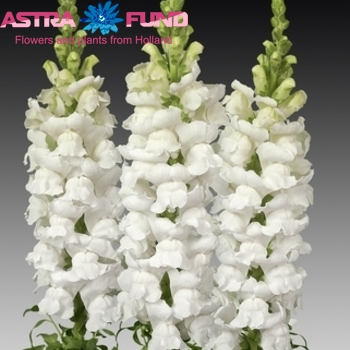 Antirrhinum White foto
