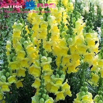 Antirrhinum Yellow foto