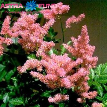 Astilbe Crispa Grp Liliput fotografie