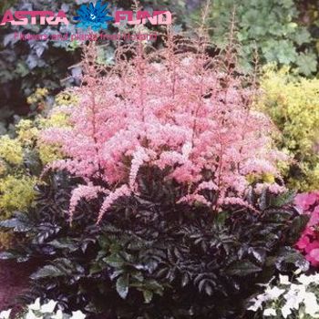 Astilbe Flamingo fotografie