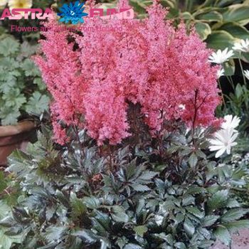 Astilbe Lollypop fotografie