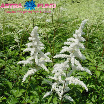 Astilbe Sim. Grp Sprite fotografie