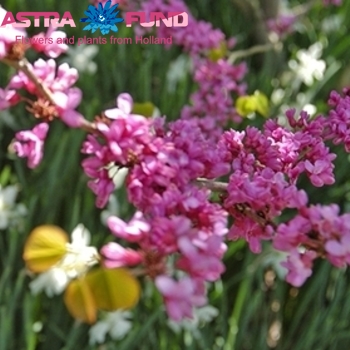 Astilbe Sim. Grp Touch of Pink fotografie