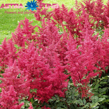 Astilbe Vision in Red fotografie