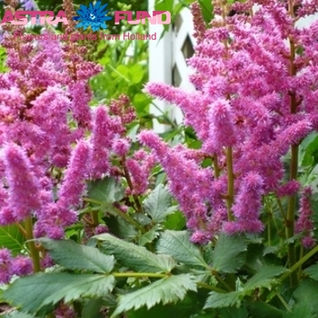 Astilbe Visions in Pink fotografie