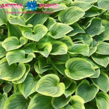Hosta Golden Tiara φωτογραφία