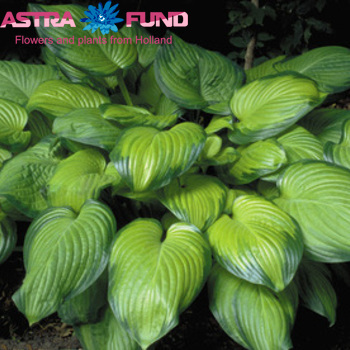 Hosta Guacamole φωτογραφία