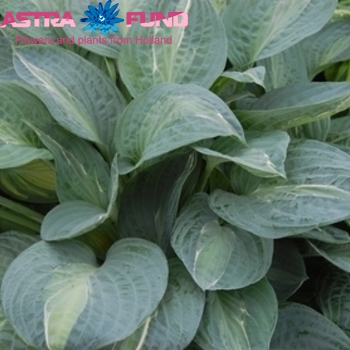 Hosta Kiwi Full Monty fotografija