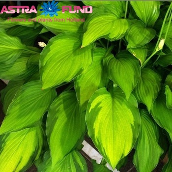 Hosta Lady Guineverre fotografija