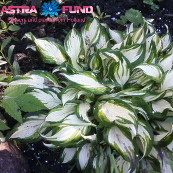 Hosta Mediovariegata fotografija