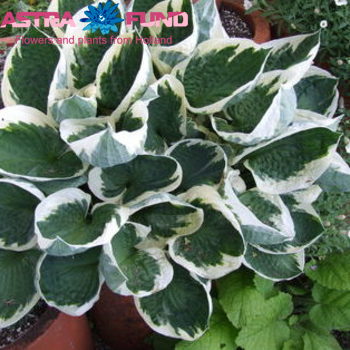 Hosta Patriot fotografija