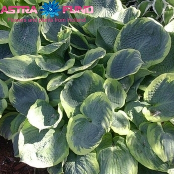 Hosta Pizzazz fotografija