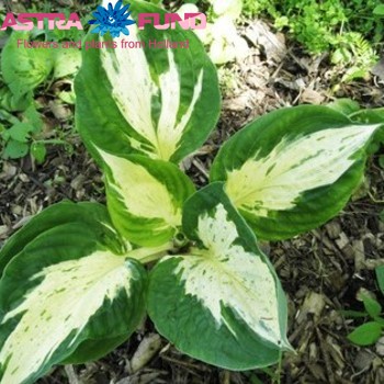 Hosta Revolution fotografija
