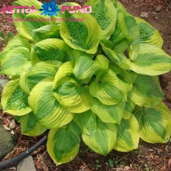 Hosta Summer Breeze foto