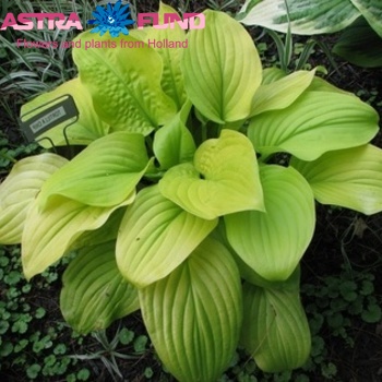 Hosta Tortilla Chip foto