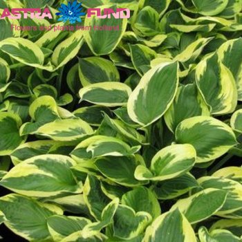 Hosta Twilight foto
