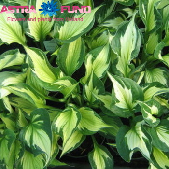 Hosta Whirlwind foto
