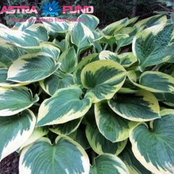 Hosta Wide Brim foto