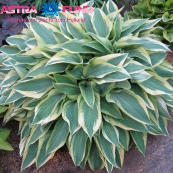 Hosta Wolverine foto