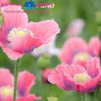 Papaver Raspberry Queen photo